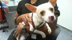 Shelter Stray Male Dog last seen CHARLOTTE, 8315 Byrum Dr, Charlotte, NC 28217, USA