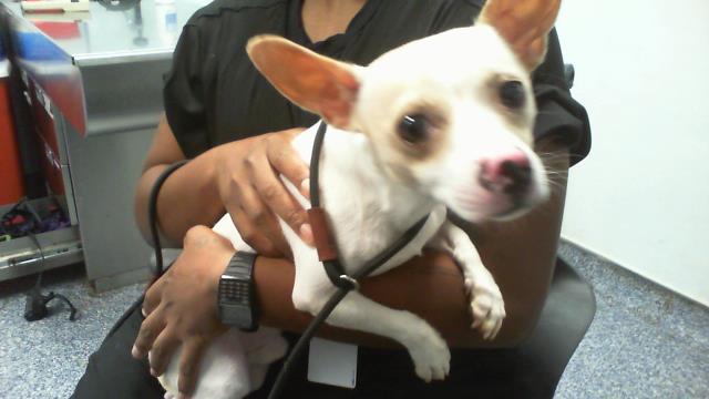 Shelter Stray Male Dog last seen CHARLOTTE, 8315 Byrum Dr, Charlotte, NC 28217, USA