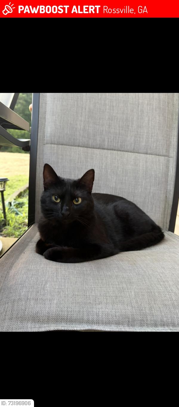 Lost Female Cat last seen Steele Road, Mack smith road roundabout area, Rossville, GA 30741
