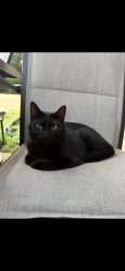 Lost Female Cat last seen Steele Road, Mack smith road roundabout area, Rossville, GA 30741