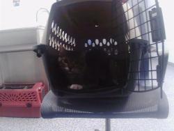 Shelter Stray Male Cat last seen CHARLOTTE, 8315 Byrum Dr, Charlotte, NC 28217, USA