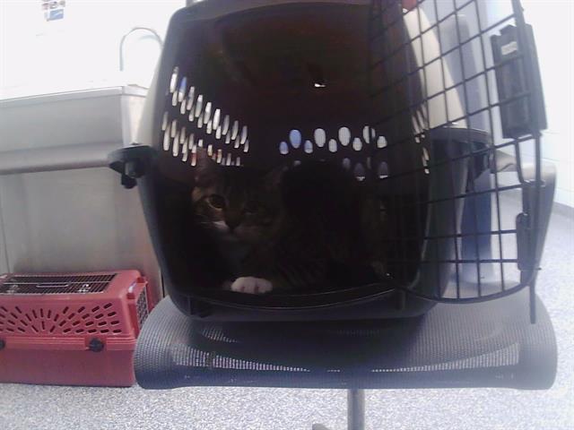 Shelter Stray Male Cat last seen CHARLOTTE, 8315 Byrum Dr, Charlotte, NC 28217, USA