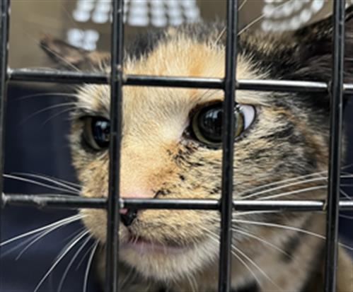 Shelter Stray Female Cat last seen CHARLOTTE, 8315 Byrum Dr, Charlotte, NC 28217, USA