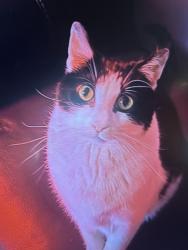 Reunited Male Cat last seen Near Marquette Dr NE, Cedar Rapids, IA 52402, USA, Cedar Rapids, IA 52402