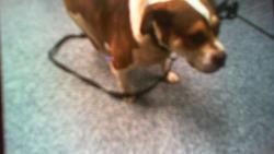Shelter Stray Female Dog last seen CHARLOTTE, 8315 Byrum Dr, Charlotte, NC 28217, USA
