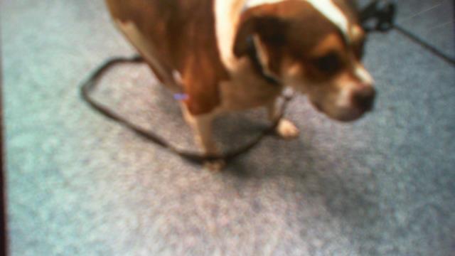 Shelter Stray Female Dog last seen CHARLOTTE, 8315 Byrum Dr, Charlotte, NC 28217, USA