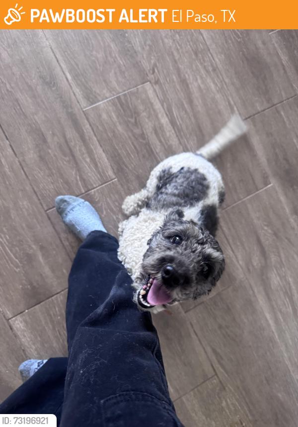 Found/Stray Male Dog last seen Flory and grace, El Paso, TX 79904