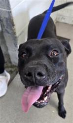 Shelter Stray Male Dog last seen E ST AND ACACIA WAY, 333 Chandler Pl, San Bernardino, CA 92408, USA