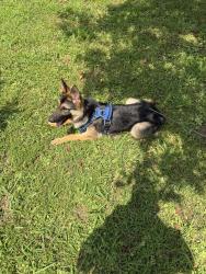 Reunited Male Dog last seen He ran into the woods to the east of Millsaps Drive, Greenback, TN, Greenback, TN 37742