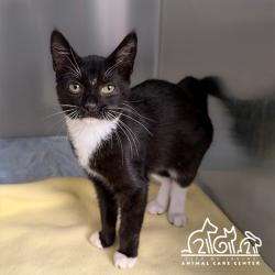 Shelter Stray Female Cat last seen RED HILL AVE/REYNOLDS AVE, 92614, 6443 Oak Canyon, Irvine, CA 92618, USA