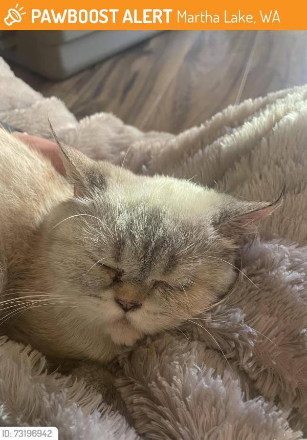 Found/Stray Female Cat last seen 164th St SW & Motor Pl., Martha Lake, WA 98087