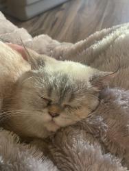 Found/Stray Female Cat last seen 164th St SW & Motor Pl., Martha Lake, WA 98087