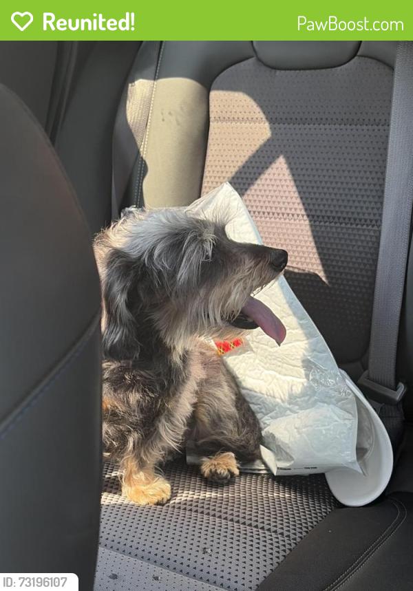 Reunited Male Dog last seen Lawrence and North Kenton, Chicago, IL 60630