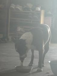 Reunited Female Dog last seen Otomian Rd, Apple Valley, CA 92307, USA, Apple Valley, CA 92307