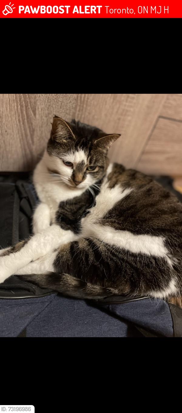 Lost Female Cat last seen Markham Rd and Eglinton, Toronto, ON M1J 2H5