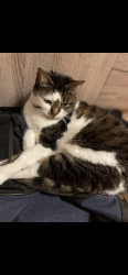 Lost Female Cat last seen Markham Rd and Eglinton, Toronto, ON M1J 2H5