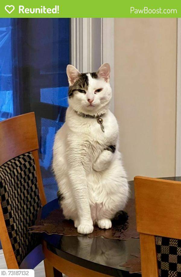 Reunited Male Cat last seen Brentwood golf club, White Lake, MI 48383