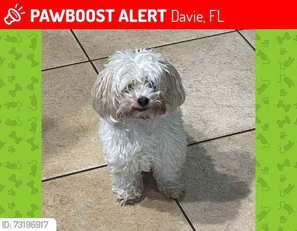 Lost Female Dog last seen scarborough drive, Davie, FL 33324