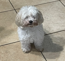 Lost Female Dog last seen scarborough drive, Davie, FL 33324