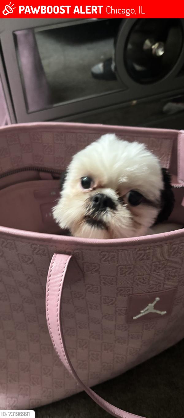 Lost Female Dog last seen Near s stony island, Chicago, IL 60649