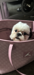 Lost Female Dog last seen Near s stony island, Chicago, IL 60649
