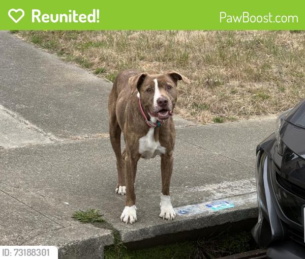 Reunited Male Dog last seen Higate & Belhaven in Daly City, Daly City, CA 94015