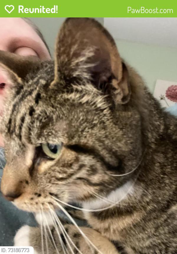Reunited Female Cat last seen Old cart Rd Auburn, Auburn, MA 01501