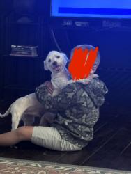 Reunited Male Dog last seen Alligator & Hibiscus, Middleburg, FL 32068