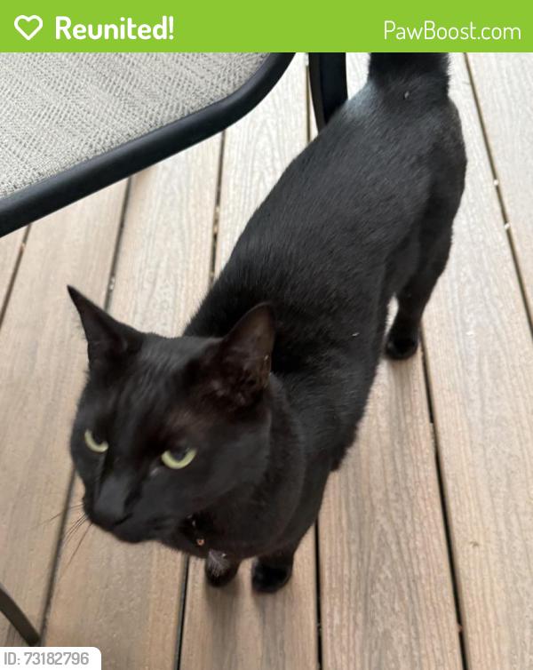 Reunited Unknown Cat last seen Mundy park - near king Albert path, Coquitlam, BC V3J 1Z8