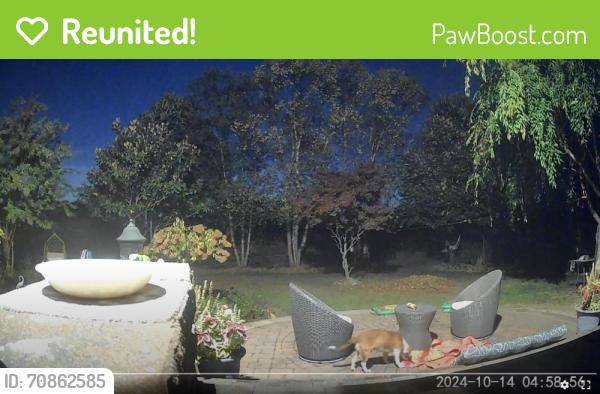 Reunited Male Dog last seen Near Cottonwood Ct, Plainsboro - backyard, Plainsboro Township, NJ 08536