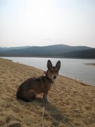 Reunited Male Dog last seen W Bellview and S Meade st, Littleton, CO 80123