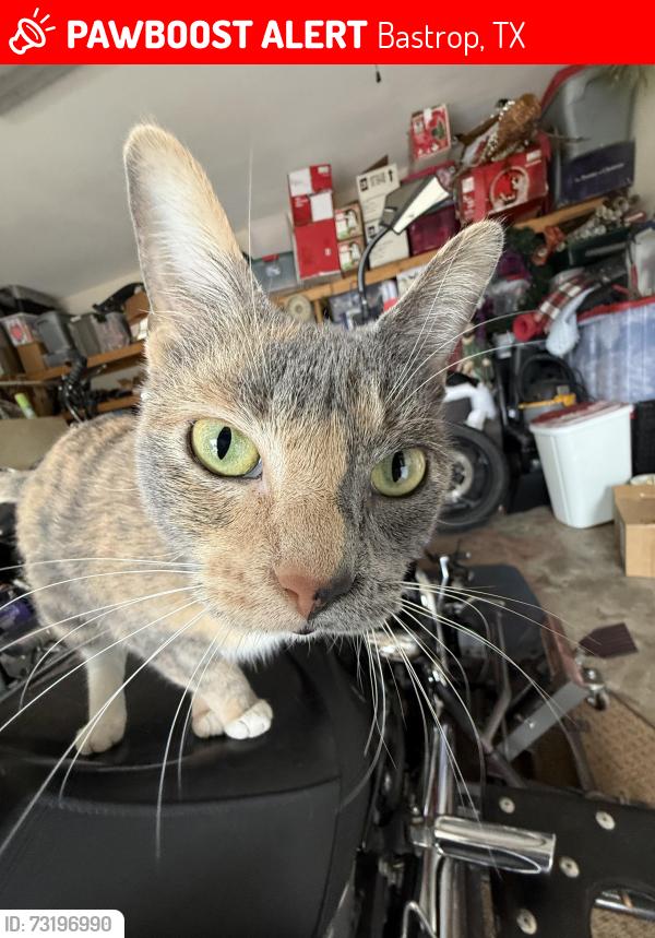 Lost Female Cat last seen Mahalua ln, Bastrop, TX 78602