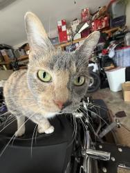 Lost Female Cat last seen Mahalua ln, Bastrop, TX 78602