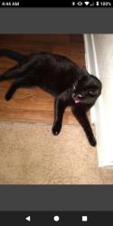 Lost Female Cat last seen Pass road biloxi mississippi apmt, Biloxi, MS 39531