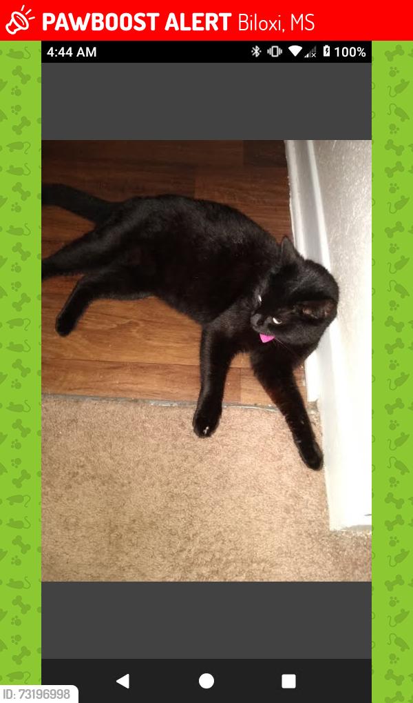 Lost Female Cat last seen Pass road biloxi mississippi apmt, Biloxi, MS 39531