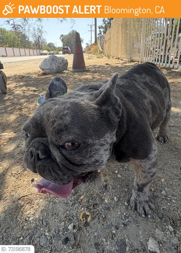 Found/Stray Male Dog last seen Smith Elementary, Bloomington, CA 92376