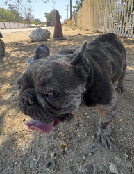 Found/Stray Male Dog last seen Smith Elementary, Bloomington, CA 92376