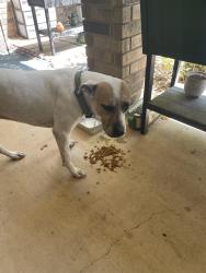 Found/Stray Male Dog last seen Rein drive, Killeen, TX 76542