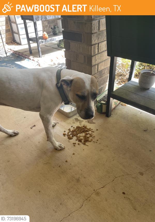 Found/Stray Male Dog last seen Rein drive, Killeen, TX 76542