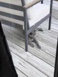 Found/Stray Female Cat last seen Poplar lake’s neighborhood, Louisville, KY 40299