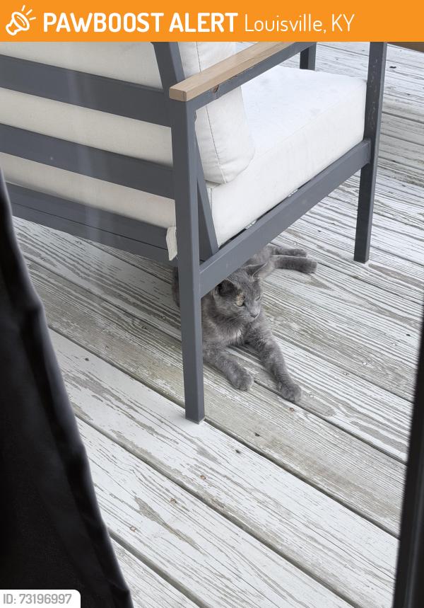 Found/Stray Female Cat last seen Poplar lake’s neighborhood, Louisville, KY 40299