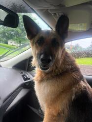 Found/Stray Male Dog last seen Sulphur springs, Sulphur Springs, TN 37659