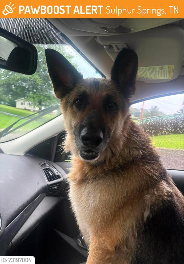Found/Stray Male Dog last seen Sulphur springs, Sulphur Springs, TN 37659