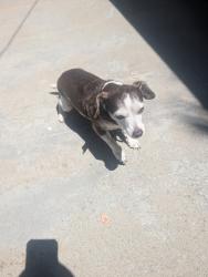 Reunited Male Dog last seen Golden Ave and Burnett st, Long Beach, CA 90806