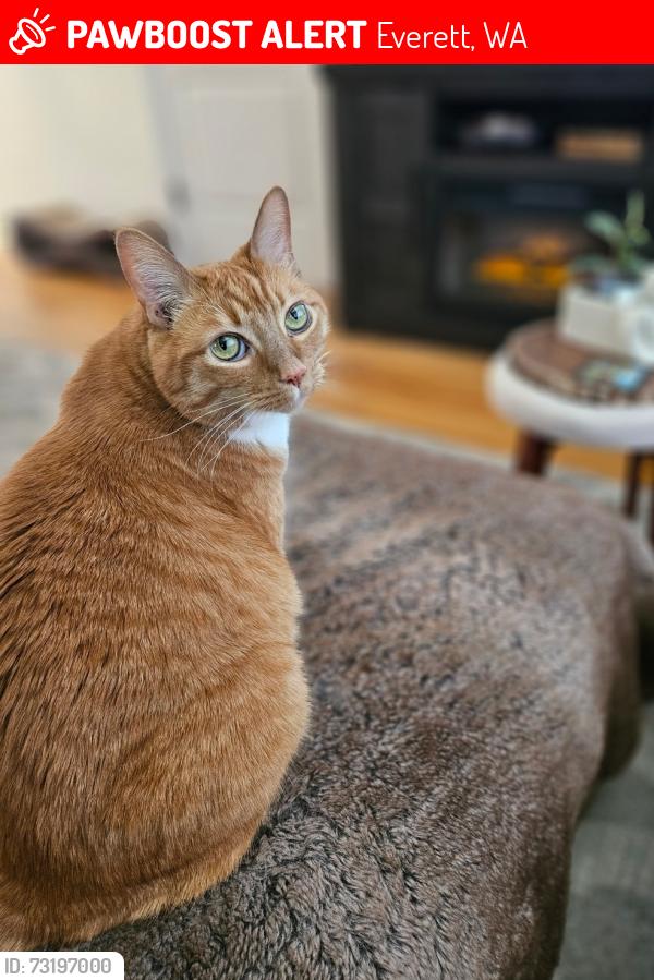 Lost Male Cat last seen Eastmont Neighborhood, Everett, WA 98208