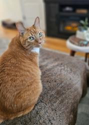 Lost Male Cat last seen Eastmont Neighborhood, Everett, WA 98208