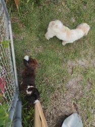 Found/Stray Unknown Dog last seen Blue heron, West Palm Beach, FL 33404