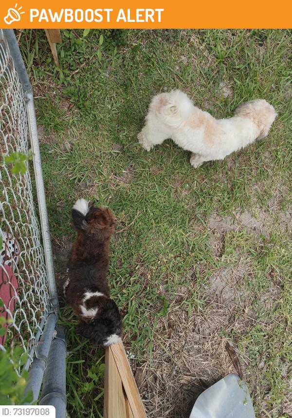 Found/Stray Unknown Dog last seen Blue heron, West Palm Beach, FL 33404