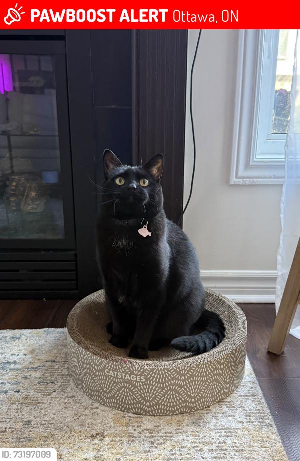 Lost Female Cat last seen near avalon, ottawa, Ottawa, ON 
