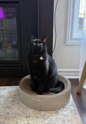 Lost Female Cat last seen near avalon, ottawa, Ottawa, ON 